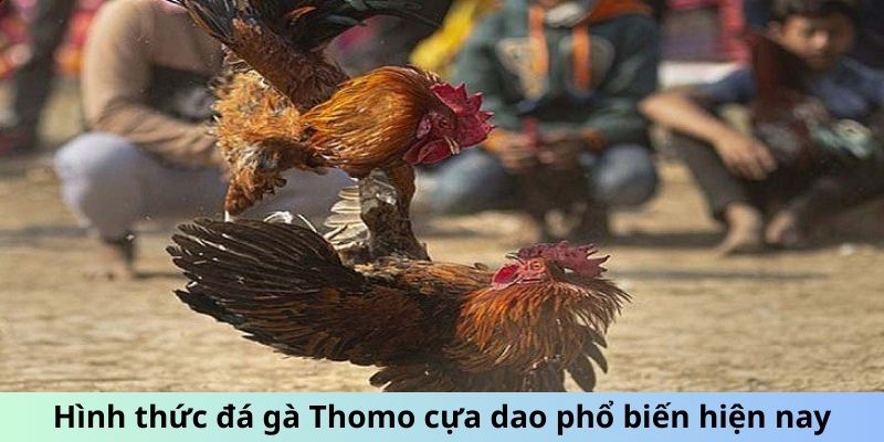 Hình thức đá gà Thomo cựa dao phổ biến hiện nay