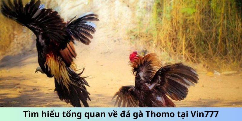 Hình thức đá gà Thomo cựa dao phổ biến hiện nay