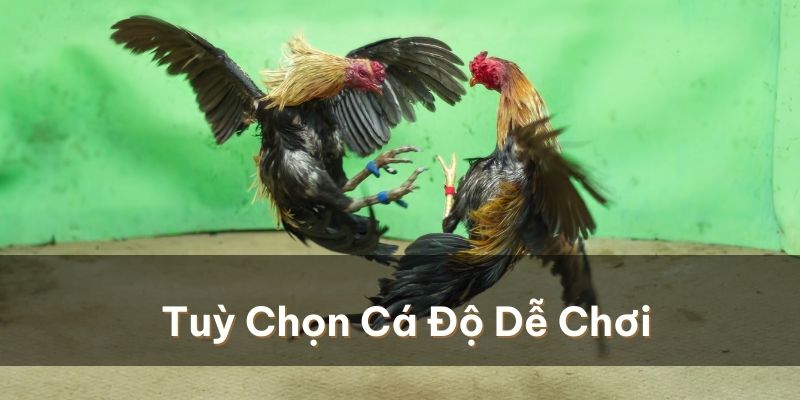 Tuỳ chọn các hình thức cá độ đá gà dễ chơi nhất